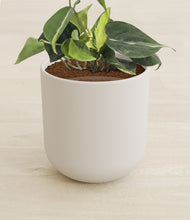 Load image into Gallery viewer, Natural Bamboo stand:all

