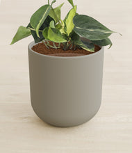 Load image into Gallery viewer, Sage Green stand:all
