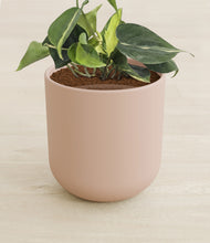 Load image into Gallery viewer, Sandy Pink stand:all
