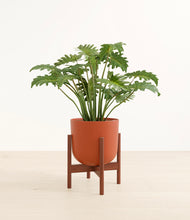 Load image into Gallery viewer, Earth Red stand:walnut
