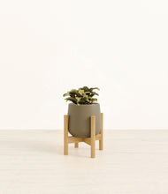 Load image into Gallery viewer, Olive stand:bamboo

