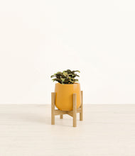 Load image into Gallery viewer, Mustard stand:bamboo
