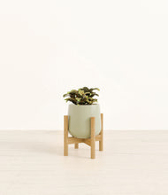 Load image into Gallery viewer, Turquoise stand:bamboo
