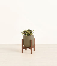 Load image into Gallery viewer, Olive stand:walnut
