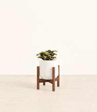 Load image into Gallery viewer, White stand:walnut
