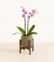 Load image into Gallery viewer, Olive stand:walnut
