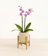 Load image into Gallery viewer, Almond Green stand:bamboo
