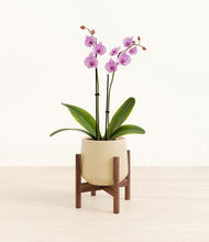 Load image into Gallery viewer, Almond Green stand:walnut
