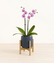 Load image into Gallery viewer, Deep Navy stand:bamboo
