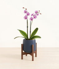 Load image into Gallery viewer, Deep Navy stand:walnut
