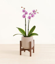 Load image into Gallery viewer, Eternal Gray stand:walnut
