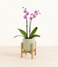 Load image into Gallery viewer, Turquoise stand:bamboo

