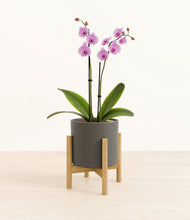 Load image into Gallery viewer, Dark Olive stand:bamboo
