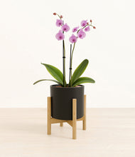 Load image into Gallery viewer, Black stand:bamboo
