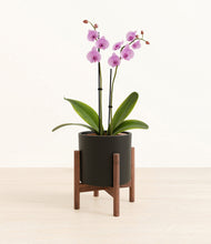 Load image into Gallery viewer, Black stand:walnut

