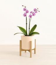 Load image into Gallery viewer, Cream stand:bamboo
