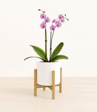 Load image into Gallery viewer, White stand:bamboo
