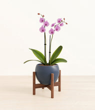 Load image into Gallery viewer, Deep Navy stand:walnut
