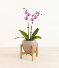 Load image into Gallery viewer, Desert Brown stand:bamboo
