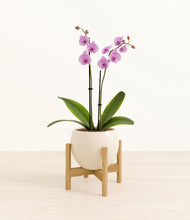 Load image into Gallery viewer, Shiny EggWhite stand:bamboo
