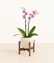 Load image into Gallery viewer, Shiny EggWhite stand:walnut
