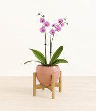 Load image into Gallery viewer, Calm Rose stand:bamboo
