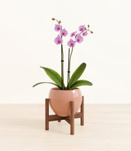 Load image into Gallery viewer, Calm Rose stand:walnut
