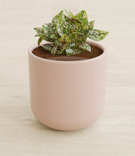 Load image into Gallery viewer, Sandy Pink stand:all

