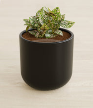 Load image into Gallery viewer, Stone Black stand:all
