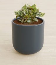 Load image into Gallery viewer, Iron Gray stand:all
