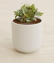Load image into Gallery viewer, Cotton White stand:all
