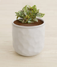 Load image into Gallery viewer, Hammered Ivory stand:all
