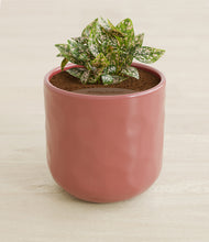 Load image into Gallery viewer, Hammered Rose Pink stand:all
