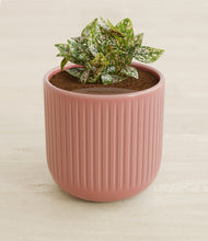 Load image into Gallery viewer, Striped Rose Pink stand:all
