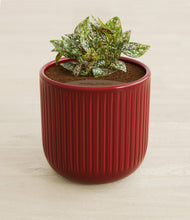 Load image into Gallery viewer, Striped Cherry Red stand:all
