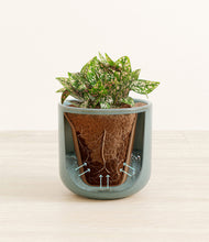 Load image into Gallery viewer, Reactive Aqua stand:all
