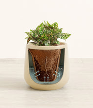 Load image into Gallery viewer, Almond Green stand:all
