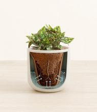 Load image into Gallery viewer, Cotton White stand:all
