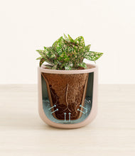 Load image into Gallery viewer, Sandy Pink stand:all
