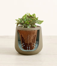 Load image into Gallery viewer, Olive stand:all
