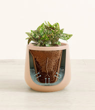 Load image into Gallery viewer, Gentle Pink stand:all
