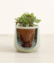 Load image into Gallery viewer, Turquoise stand:all
