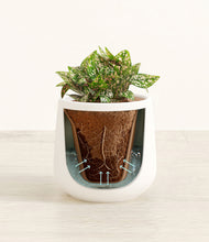 Load image into Gallery viewer, White stand:all
