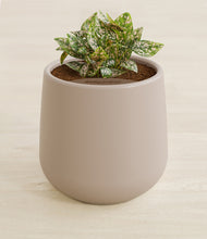 Load image into Gallery viewer, Eternal Gray stand:all
