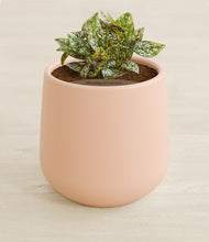 Load image into Gallery viewer, Gentle Pink stand:all
