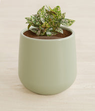 Load image into Gallery viewer, Turquoise stand:all
