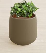 Load image into Gallery viewer, Olive stand:all
