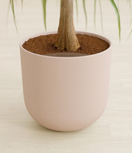 Load image into Gallery viewer, Sandy Pink stand:all
