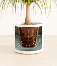 Load image into Gallery viewer, White stand:all
