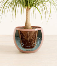 Load image into Gallery viewer, Calm Rose stand:all
